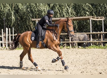 Spanish Sporthorse, Gelding, 11 years, 17.3 hh, Chestnut-Red