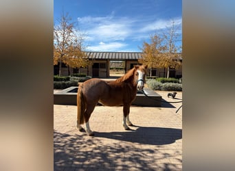 Spanish Sporthorse, Gelding, 12 years, 11,2 hh, Chestnut