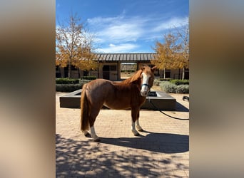 Spanish Sporthorse, Gelding, 12 years, 11,2 hh, Chestnut