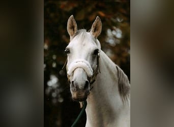 Spanish Sporthorse, Gelding, 12 years, 14.2 hh, Gray