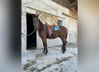 Spanish Sporthorse Mix, Gelding, 12 years, 15 hh, Bay-Dark