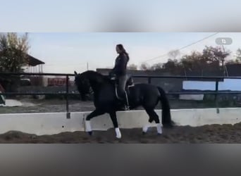 Spanish Sporthorse, Gelding, 12 years, 16.3 hh, Black