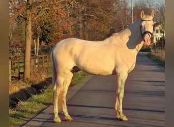 Spanish Sporthorse, Gelding, 12 years, 16,1 hh, Cremello