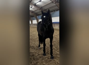 Spanish Sporthorse, Gelding, 13 years, 15,1 hh, Black