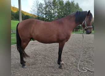 Spanish Sporthorse, Gelding, 13 years, 15.2 hh, Brown