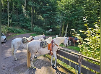 Spanish Sporthorse Mix, Gelding, 13 years, 15 hh, Grey-Fleabitten
