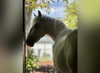 Spanish Sporthorse Mix, Gelding, 13 years, 15 hh, Grey-Fleabitten