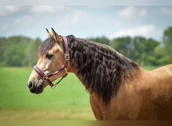 Spanish Sporthorse, Gelding, 13 years, 15 hh