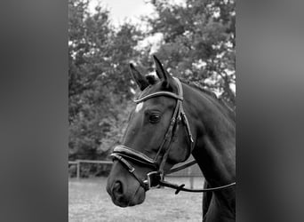 Spanish Sporthorse, Gelding, 13 years, 15,1 hh, Black