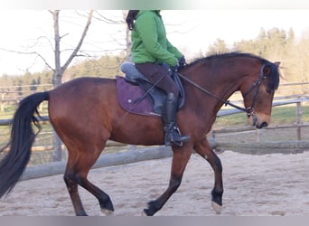 Spanish Sporthorse, Gelding, 13 years, 15,2 hh, Brown