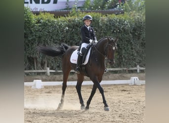 Spanish Sporthorse, Gelding, 13 years, 15,3 hh, Brown