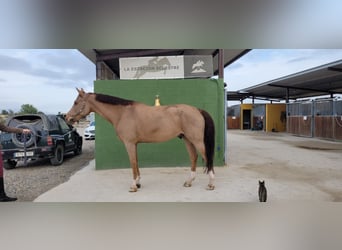 Spanish Sporthorse, Gelding, 13 years, 16,1 hh, Chestnut-Red