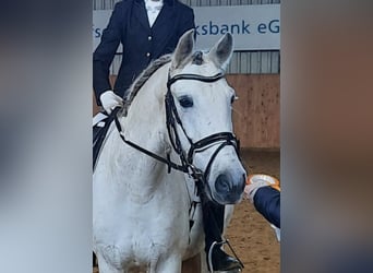 Spanish Sporthorse Mix, Gelding, 13 years, 16 hh, Grey