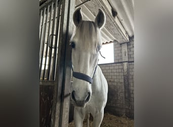 Spanish Sporthorse, Gelding, 13 years, 16 hh, Grey