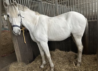 Spanish Sporthorse, Gelding, 13 years, 16 hh, Grey