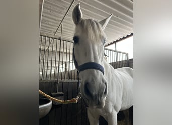 Spanish Sporthorse, Gelding, 13 years, 16 hh, Grey