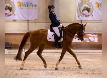 Spanish Sporthorse, Gelding, 13 years, 16,1 hh, Chestnut-Red