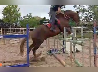 Spanish Sporthorse, Gelding, 13 years, 17 hh, Chestnut