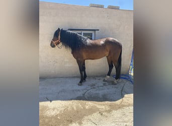 Spanish Sporthorse, Gelding, 13 years, Bay-Dark