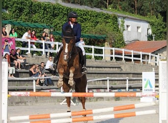 Spanish Sporthorse, Gelding, 13 years, Chestnut