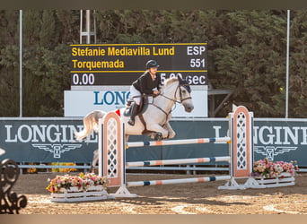 Spanish Sporthorse Mix, Gelding, 13 years, Grey