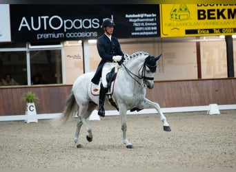Spanish Sporthorse, Gelding, 14 years, 16.2 hh, Gray