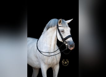 Spanish Sporthorse, Gelding, 14 years, 16.2 hh, Gray