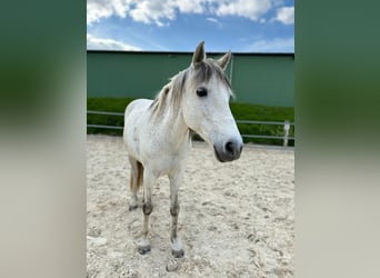 Spanish Sporthorse Mix, Gelding, 15 years, 14,2 hh, Gray