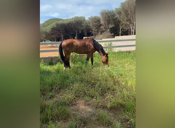 Spanish Sporthorse, Gelding, 15 years, 15,2 hh
