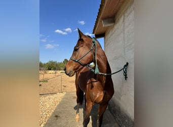 Spanish Sporthorse, Gelding, 15 years, 16.2 hh, Brown