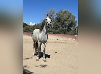 Spanish Sporthorse, Gelding, 15 years, 16 hh, Gray
