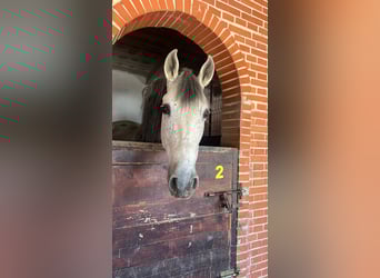 Spanish Sporthorse, Gelding, 15 years, 16 hh, Gray