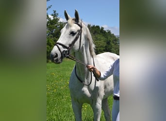 Spanish Sporthorse, Gelding, 15 years, Grey