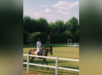 Spanish Sporthorse, Gelding, 16 years, 16.1 hh, Brown