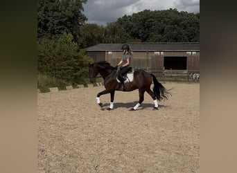 Spanish Sporthorse, Gelding, 16 years, 16 hh, Smoky-Black
