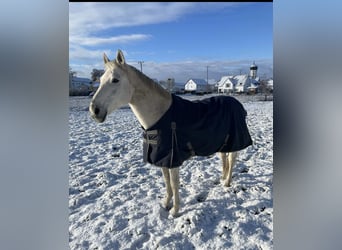 Spanish Sporthorse, Gelding, 16 years, 16,2 hh, Grey