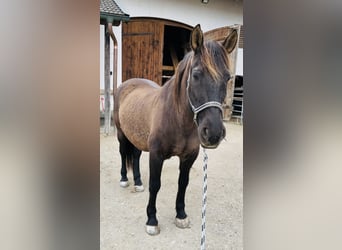 Spanish Sporthorse Mix, Gelding, 17 years, 15,1 hh, Bay-Dark