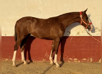 Spanish Sporthorse, Gelding, 1 year, 16,1 hh, Chestnut-Red