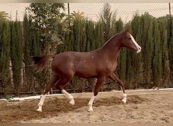 Spanish Sporthorse, Gelding, 1 year, 16,1 hh, Chestnut-Red