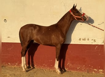 Spanish Sporthorse, Gelding, 1 year, 16,1 hh, Chestnut-Red