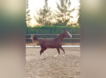 Spanish Sporthorse, Gelding, 1 year, 16,1 hh, Chestnut-Red