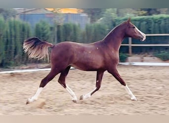 Spanish Sporthorse, Gelding, 1 year, 16,1 hh, Chestnut-Red