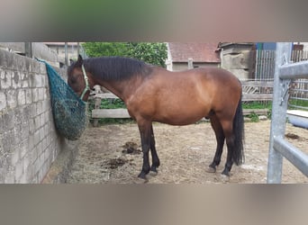 Spanish Sporthorse, Gelding, 20 years, 15.1 hh, Brown