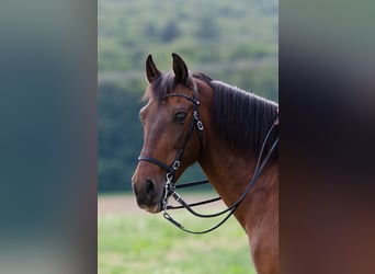 Spanish Sporthorse, Gelding, 20 years, 15.1 hh, Brown