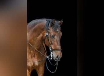 Spanish Sporthorse, Gelding, 20 years, 15.1 hh, Brown