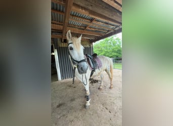 Spanish Sporthorse, Gelding, 20 years, 15.1 hh, Grey