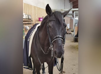 Spanish Sporthorse, Gelding, 20 years, Black