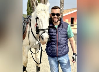 Spanish Sporthorse, Gelding, 23 years, Gray