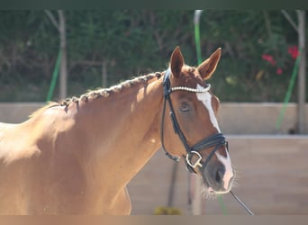 Spanish Sporthorse, Gelding, 25 years, 16,1 hh, Chestnut-Red