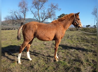 Spanish Sporthorse Mix, Gelding, 2 years, 14.1 hh, Chestnut-Red